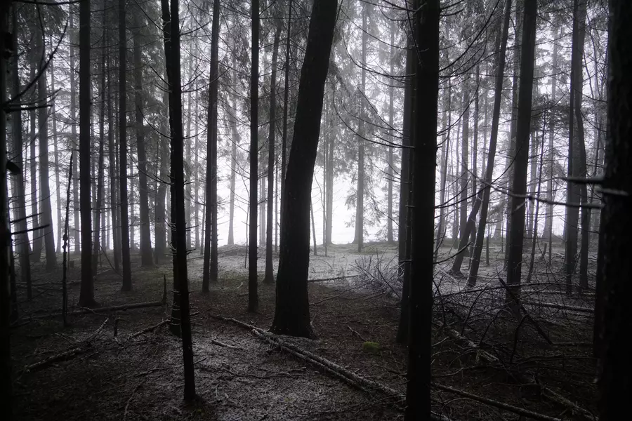 2017 - Winter fog
