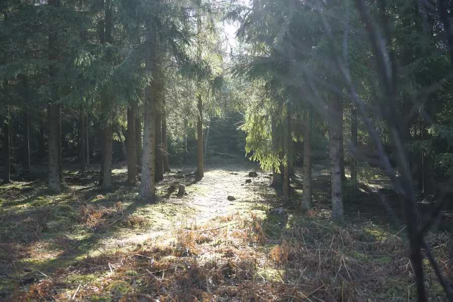 2019 03 27 - Steinringfeltet