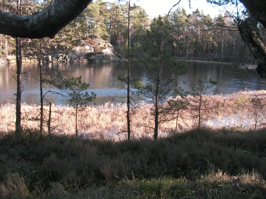 2008 01 27 - Norwegian Wood(s)