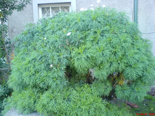 DSC00021