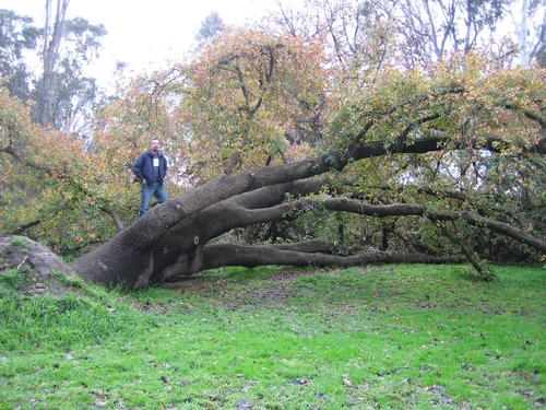 Heide-Museum-Cool-tree